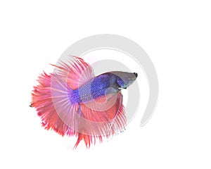 Betta fish