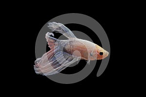 Betta fish, betta fish on a black background in motion