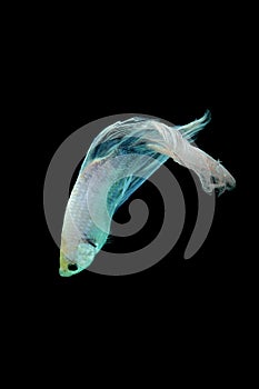 Betta fish, betta fish on a black background in motion
