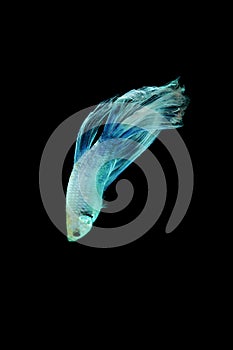 Betta fish, betta fish on a black background in motion
