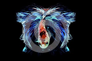 Betta fish, betta fish on a black background in motion photo