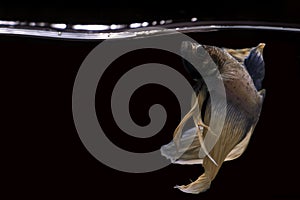 Betta fish, Betta fish on the water, betta splendens isolated on black backgroun