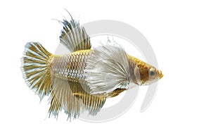 Betta Fish, Betta splendens ,Siamese fighting fish, yellew fish on White background photo