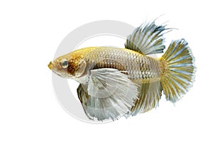 Betta Fish, Betta splendens ,Siamese fighting fish, yellew fish on White background photo