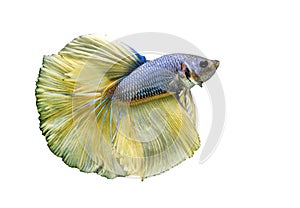 Betta Fish, Betta splendens ,Siamese fighting fish, yellew fish on White background photo