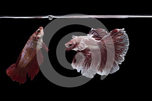 betta fish on black background