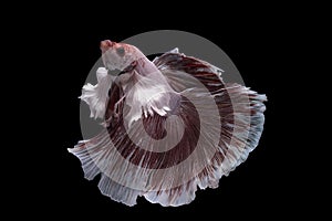 betta fish on black background