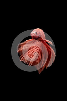 Betta fish, betta fish on a black background in motion