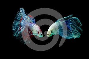Betta fish, betta fish on a black background in motion photo
