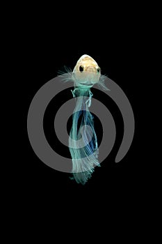Betta fish, betta fish on a black background in motion