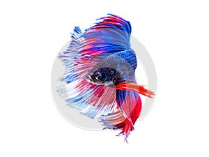 Betta fish blue red and white color by close up isolated siamese fighting fish with clipping path on white background