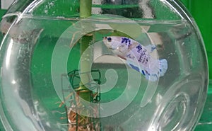 Betta fish bluewhite photo