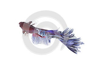 Betta Fish closeup. Colorful Dragon Fish.