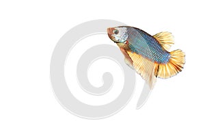 Betta fish dragon form