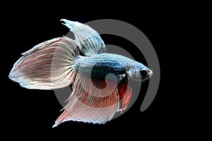 Betta fish Fancy Blue Rose Gold Veiltail fighting fish from Thailand
