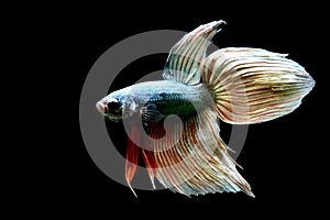 Betta fish Fancy Blue Rose Gold Veiltail fighting fish from Thailand