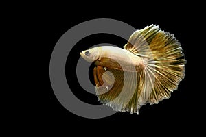 Betta fish Fancy Gold Halfmoon fighting fish from Bangkok Thailand