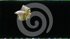 Betta fish fancy gold halfmoon on isolated black background