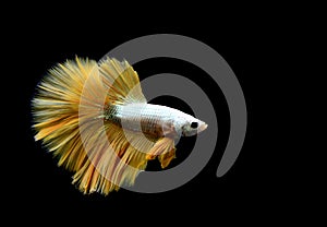 Betta fish Fancy Gold Mustard Halfmoon fighting fish from Bangkok Thailand