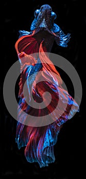 Betta Fish fancy halfmoon movement on darkness Background with clipping parth