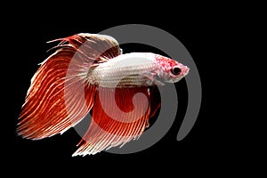 Betta fish Fancy Rose Gold Veiltail Siamese fighting fish from Thailand