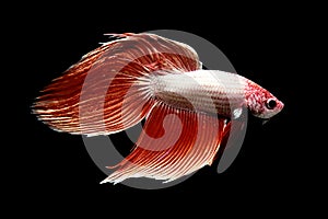 Betta fish Fancy Rose Gold Veiltail Siamese fighting fish from Thailand