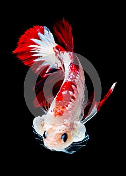 Betta fish Fight in the aquarium