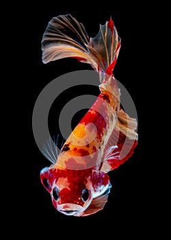 Betta fish Fight in the aquarium