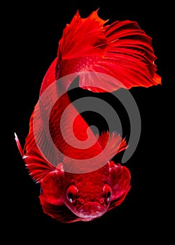 Betta fish Fight in the aquarium