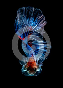 Betta fish Fight in the aquarium