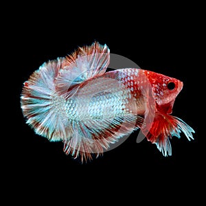 Betta fish Fight in the aquarium