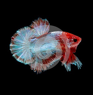 Betta fish Fight in the aquarium