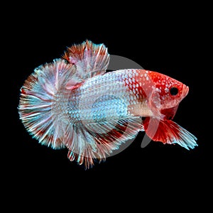 Betta fish Fight in the aquarium