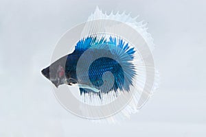 Betta Fish Or Fighting Fish Half Moon Double Tail