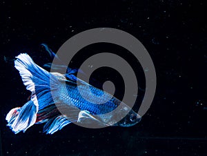 Betta fish,fighting fish,Siamese fighting fish