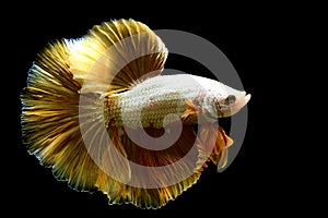 Betta fish Gold Mustard Halfmoon on black background photo