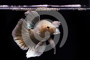 Betta fish gold and yellow fish on the water surface, Betta Fish type of Big ear