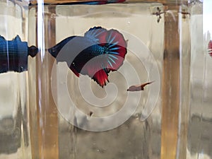 Betta Fish