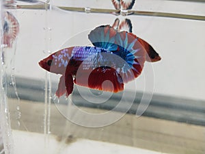 Betta fish