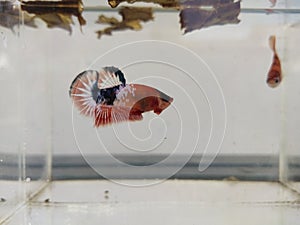 Betta fish