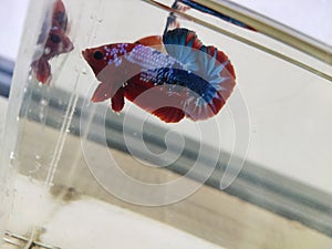 Betta fish