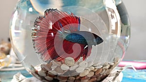 Betta Fish from Indonesia