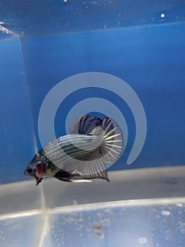 Betta fish Indonesia hist 2021 photo