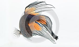 Betta fish inside aquarium