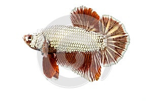 Betta fish isolated on white