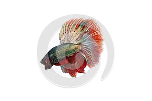 Betta fish isolated on white background.