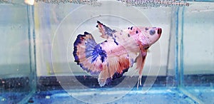 Betta fish photo