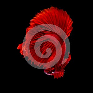 Betta fish koi fish kohaku Red White