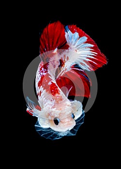 Betta fish koi fish kohaku Red White