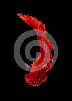 Betta fish koi fish kohaku Red White